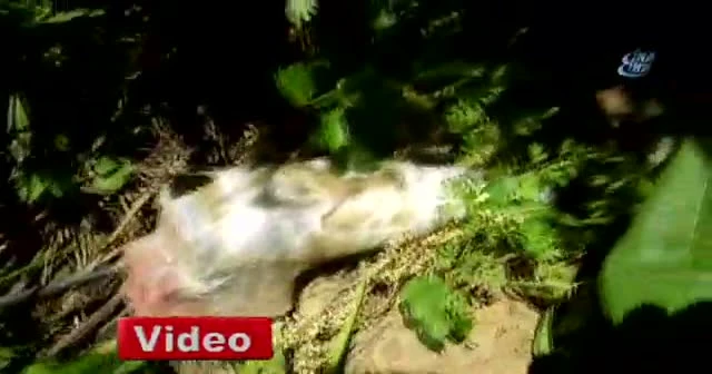 Hakkari'de hain tuzak köylülerin haber vermesi sonucu bozuldu