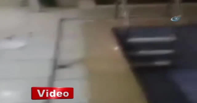 Köpek eğitmenin burnunu ısırıp kırdı