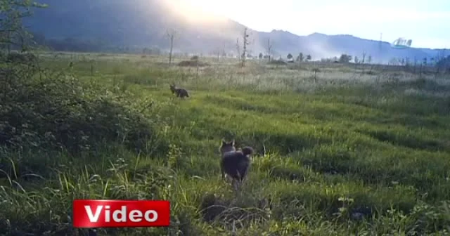 Küre Dağları'nda yaban hayatı kamerayla görüntüleniyor