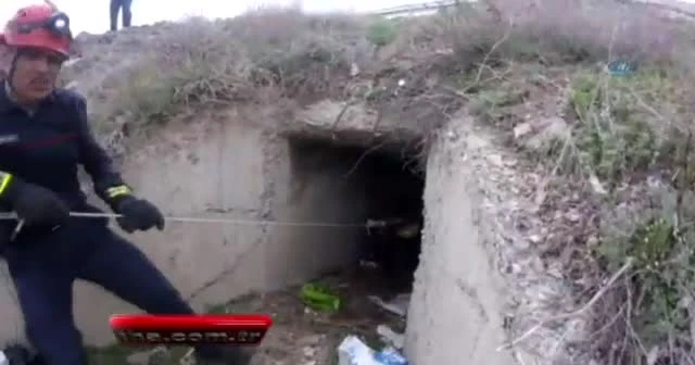 Menfezde sıkışan danalar için operasyon