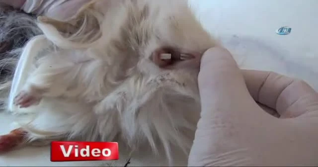 Mezarlıkta bulunan bu hayvan görenleri şaşırttı