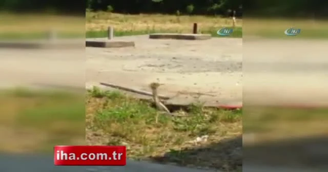 Okul bahçesinde zehirli yılan alarmı