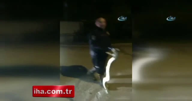 Otomobilde yılan paniği