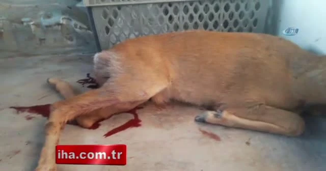 Otomobilin çarptığı karaca tedavi altına alındı