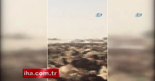 Suudi Arabistan, Katar develerini sınır dışı etti