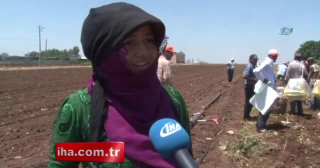Tarım işçilerinin sıcakta ekmek mücadelesi