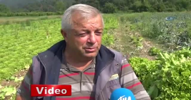 Tarlada kalan marul kuzulara yem oldu