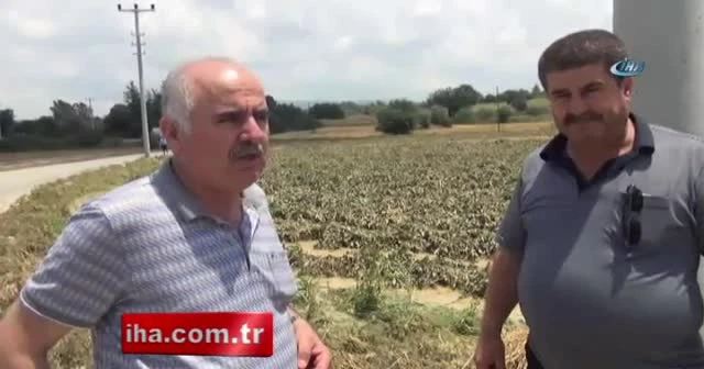 Yağış yüzlerce dönüm ekili araziye zarar verdi