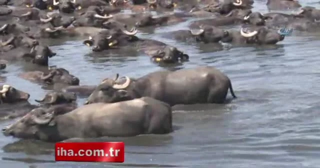 40 derecede günün yarısını suda geçiriyorlar