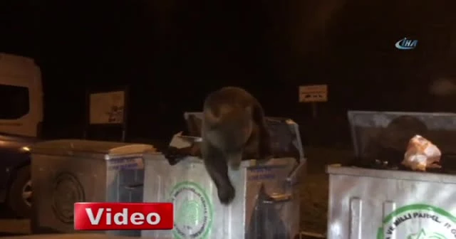 Aç kalan ayı çöpte yiyecek aradı
