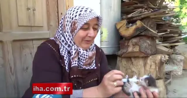 Annesiz kalan yavru kedileri şırınga ile besliyor