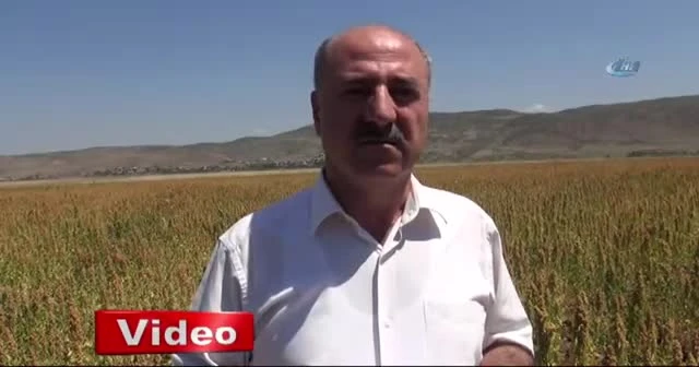 Bingöl’de ilk kez kinoa bitkisi ekildi