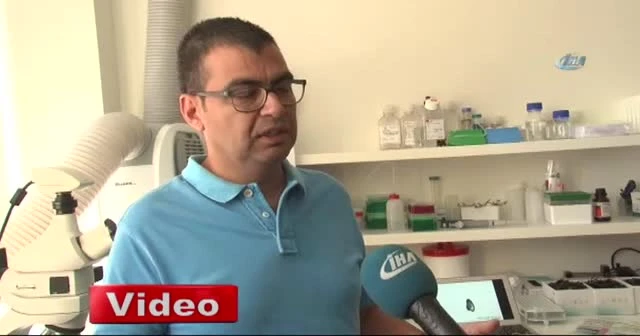 Dört dörtlük şampiyon spermleri bulan yöntem