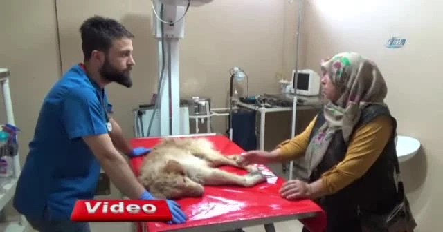 Hayvanseverin sahiplendiği felçli köpek tedavi altına alındı