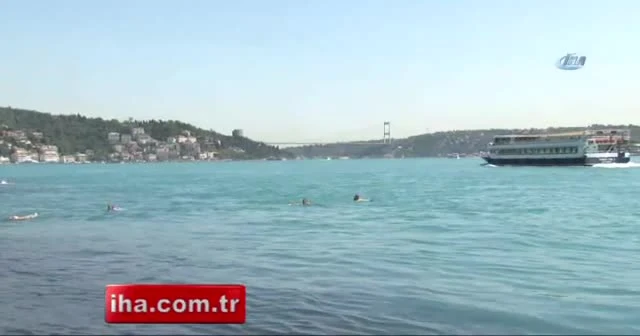 İstanbul Boğazı’nda Yunusların martılarla balık kapma yarışı