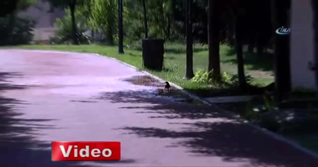 Kağıthane’de sokak hayvanları perişan durumda