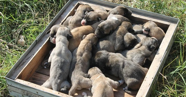 Kangal cinsi köpek tek batında 17 yavru doğurdu