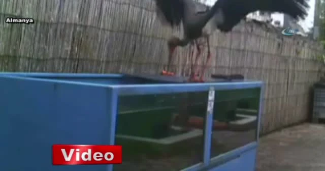 Kendine akvaryumda ziyafet çekti