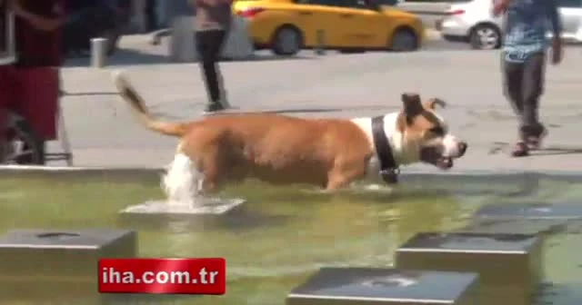 Sıcaktan bunalan köpeğin fıskiye ile imtihanı