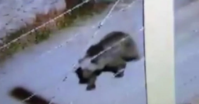 Sivas Sızır Belediyesi'nden vatandaşlara ayı uyarısı