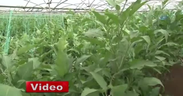 Suriyeliler konteyner kentte kendi sebzelerini üretiyor