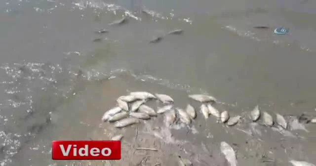 Tekirdağ'da binlerce ölü balık karaya vurdu!