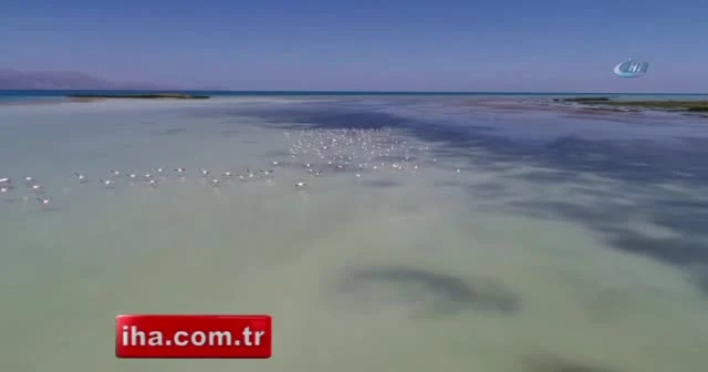 Van Gölü'nde flamingoların dansı