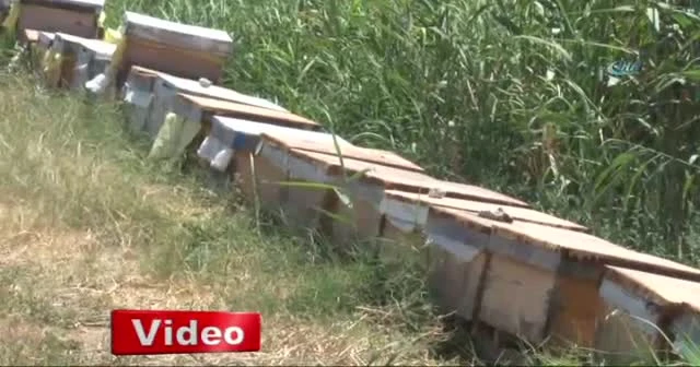 Vicdansız hırsızlar arı kovanlarını çaldı