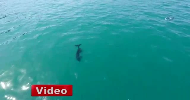 Yunusların dansı drone ile havadan görüntülendi