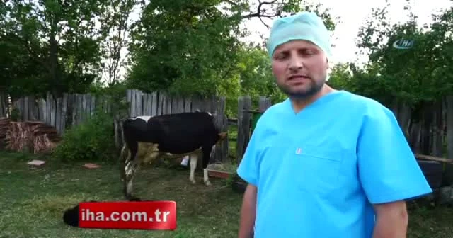 109 kilo ağırlığında doğan buzağı görenleri şaşırttı