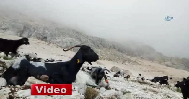 2 bin 500 metreden kurban pazarına