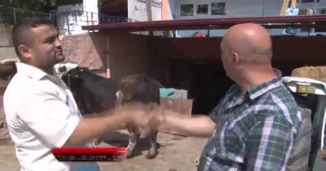 Araba parasına boğa satışta