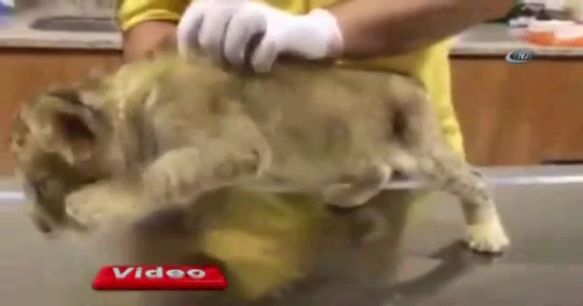 Araçta bulunan yavru aslan koruma altına alındı