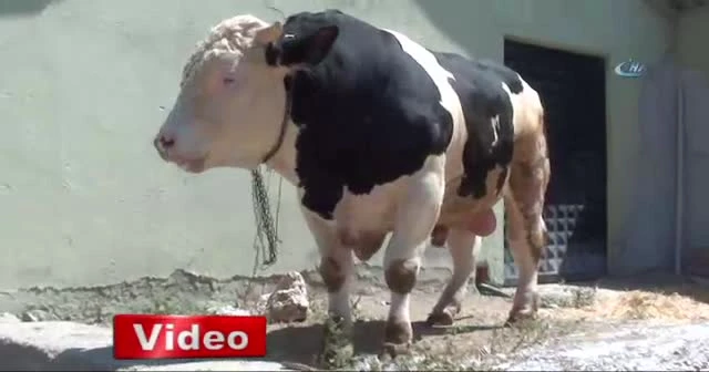 Boğaların Şampiyon'u