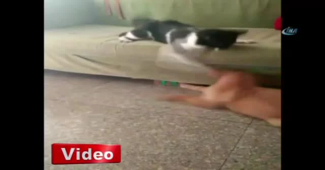 Boksör kedi köpeği fena benzetti