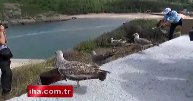 Dolu felaketinde yaralanan martılar doğaya salındı