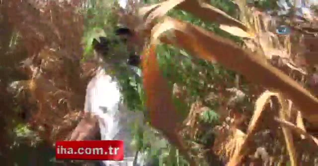 Helikopterle tespit edilen kenevirleri polisler yok etti