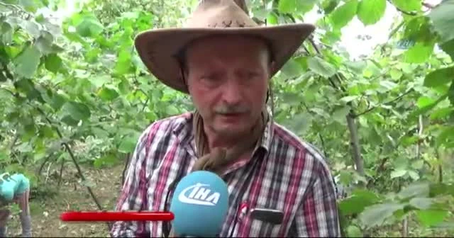 Karadeniz’de fındık hasadı