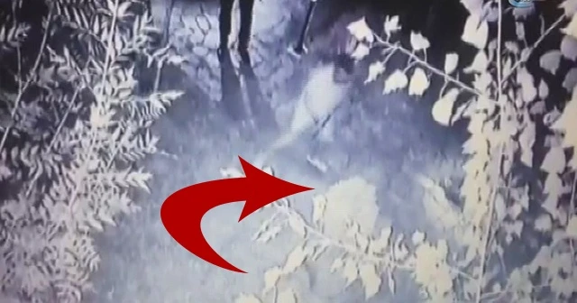 Kavga eden köpekleri sopalarla döverek ayırdılar