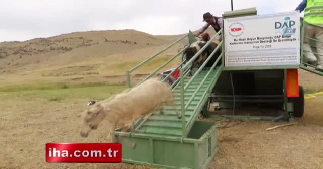 Koyun banyoluğu yaylacıları sevindirdi