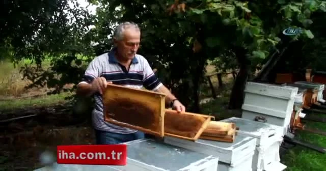 Metrekareye 70 kilogram yağış düştü, binlerce arı telef oldu