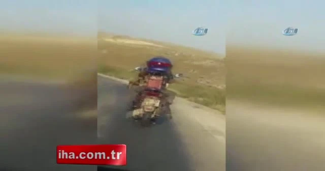 Motosiklette köpek ile tehlikeli yolculuk
