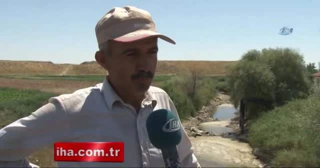 Sakarya Nehri kurudu hayvanlar telef oldu
