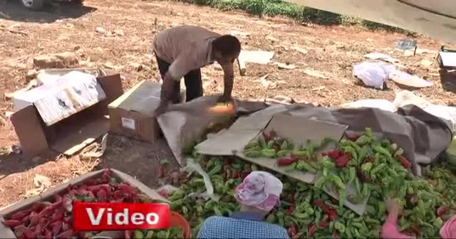 Şanlıurfa'da isot hasadı başladı