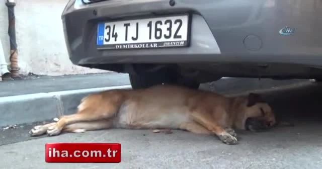 Serinlemek isteyen çocukların tehlikeli oyunu kamerada