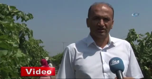 Sultani üzümde ihracat yarın başlıyor