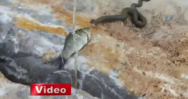 Yılana av olmaktan kurtulan sazan balığının zor anları