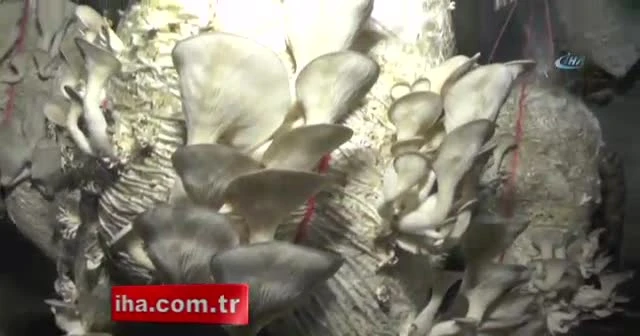 3 ayda 2 ton mantar üretti