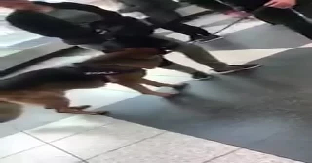 Avusturya'daki skandal uygulamaya Almanya da katıldı