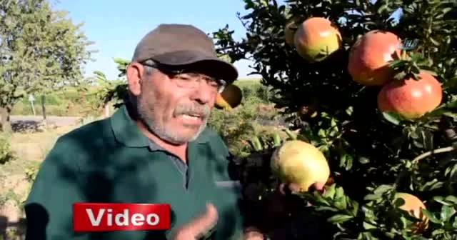 Bu da nar yetiştiren Eko Dede